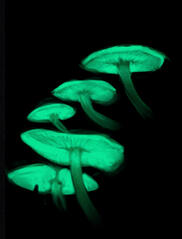 Glowshrooms